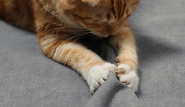 Cat-Scratch Sofa Fabric Guide for Cat Owners